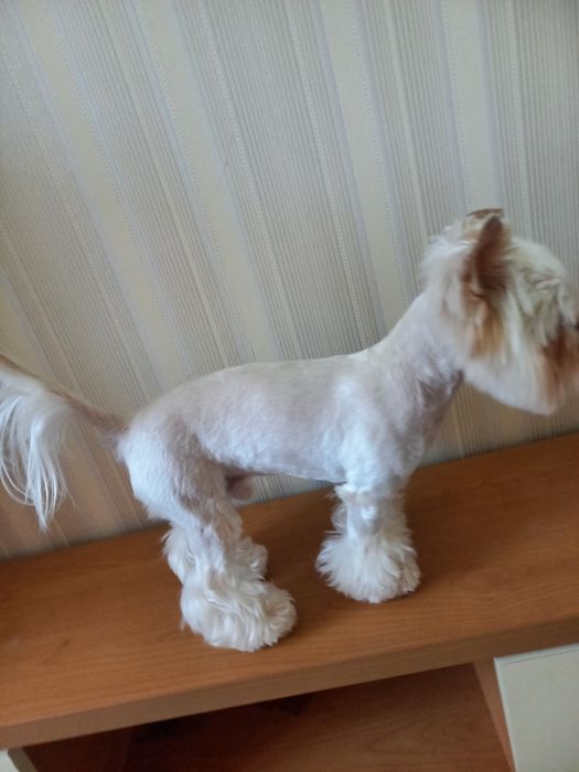 Хлопчик-йорк на в'язку.