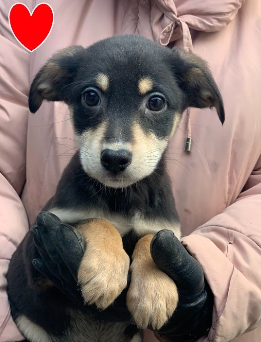 Щенки - подростки в добрые руки