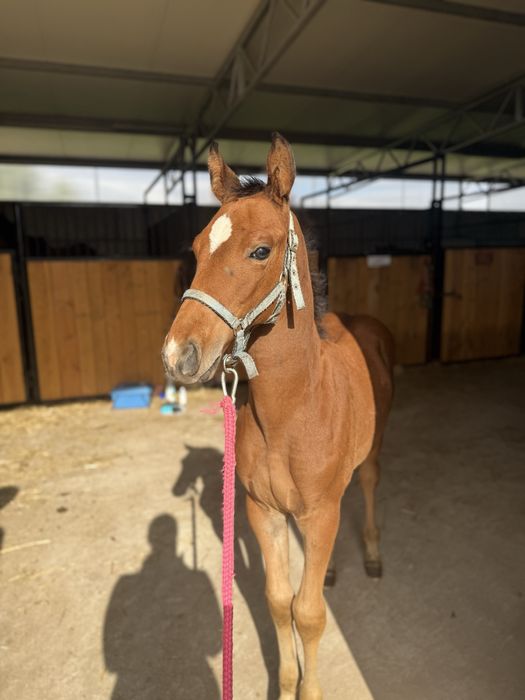 Źrebak/odsadek po Vincento des Forets