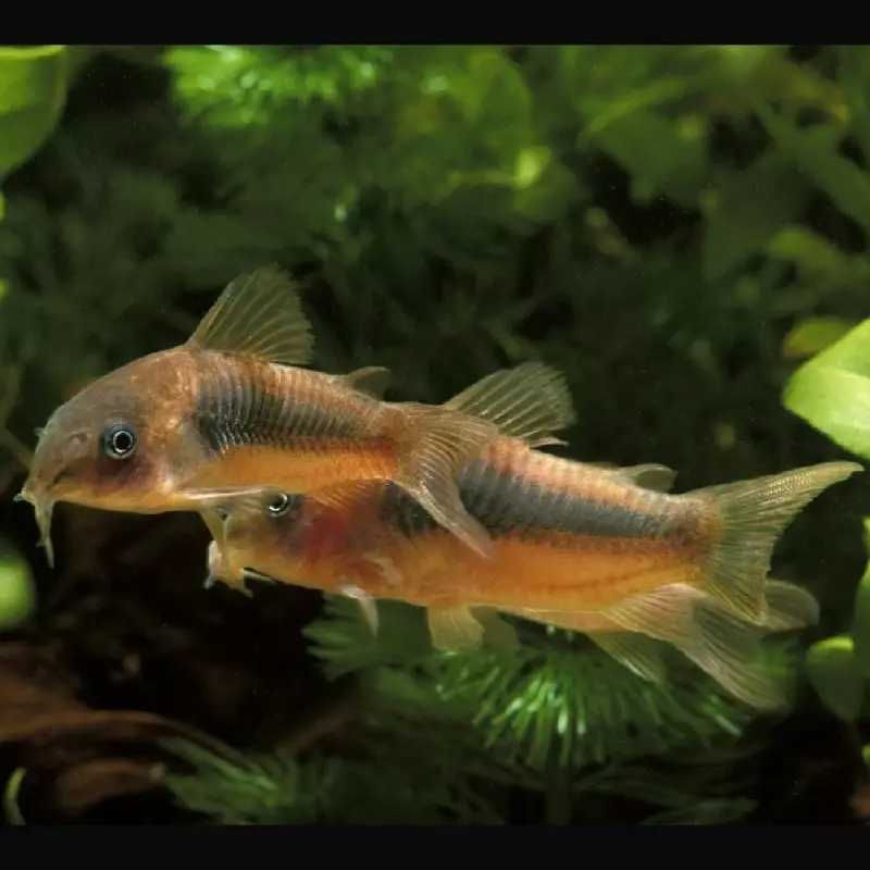 Kirysek spiżowy - Corydoras aeneus - Kirys - dowóz, wysyłka