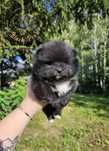 Zarezerwowana Szpic Miniaturowy (Pomeranian) suczka Ayla