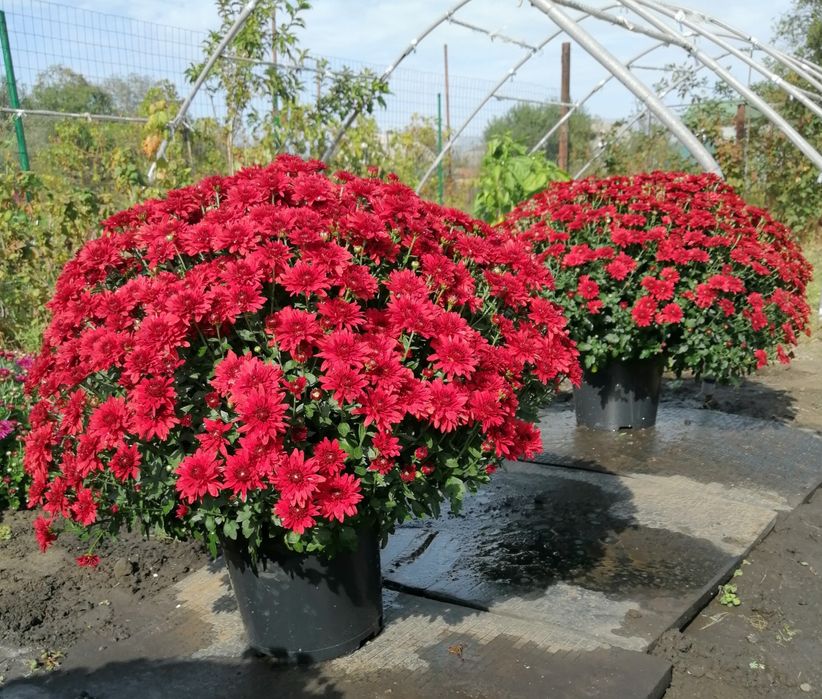 Хризантема мультифлора.