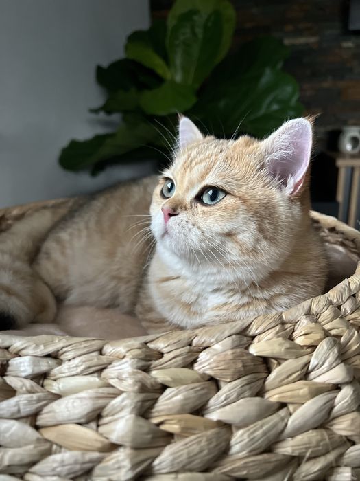 Kocurek brytyjski czarny złocisty