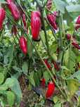 Papryka Jalapeno ostra