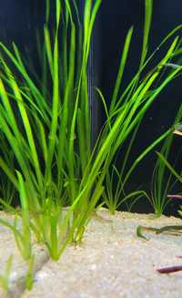 Nurzaniec - roślina akwariowa - 10 sadzonek