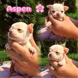 ***ASPEN*** maleńka perełka Chihuahua