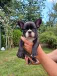 Buldog francuski