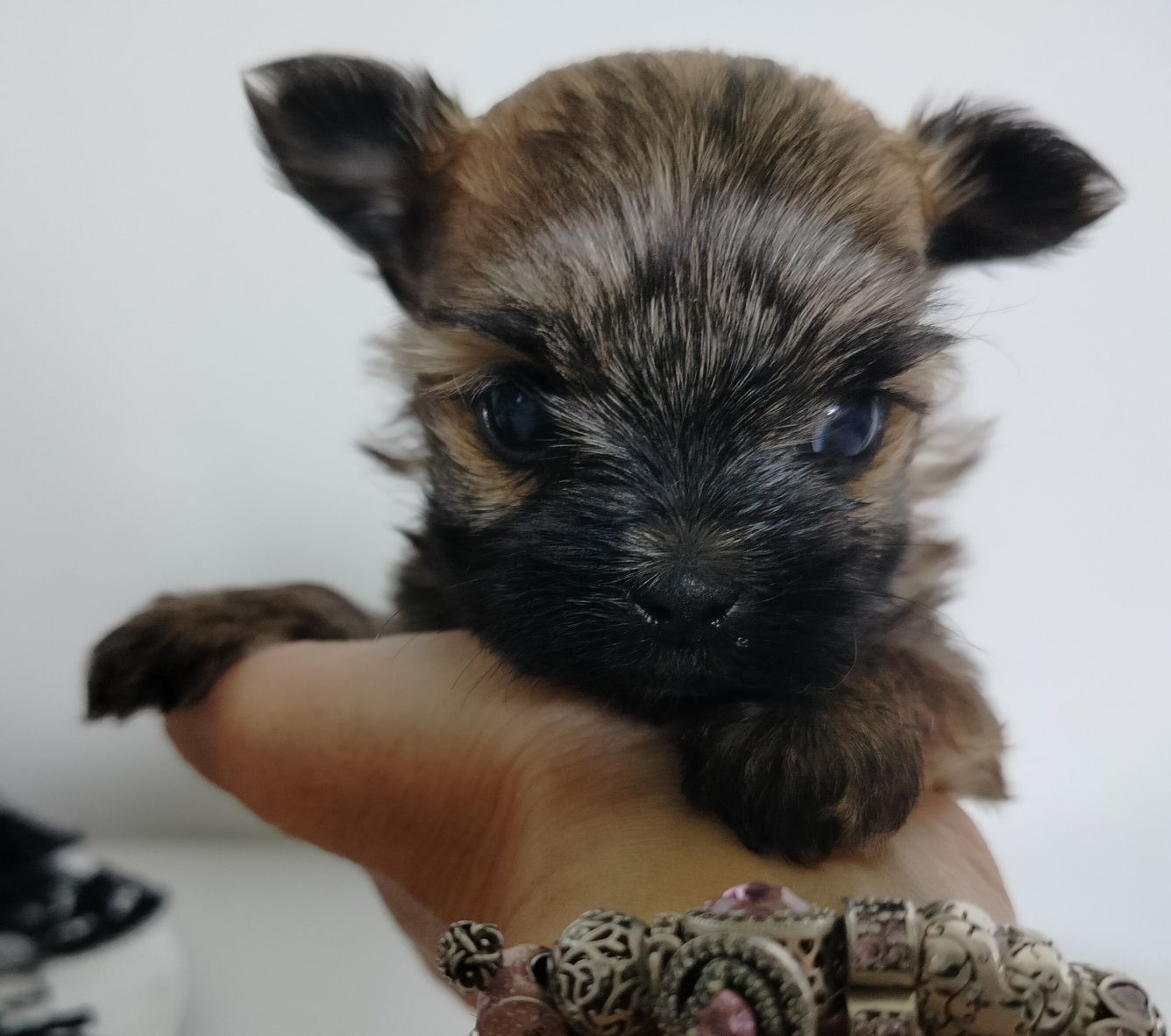 Yorkshire Terrier, Ocean Pearl, suczka XS, Tussi