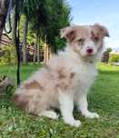 Border Collie suczka numer 2, red merle
