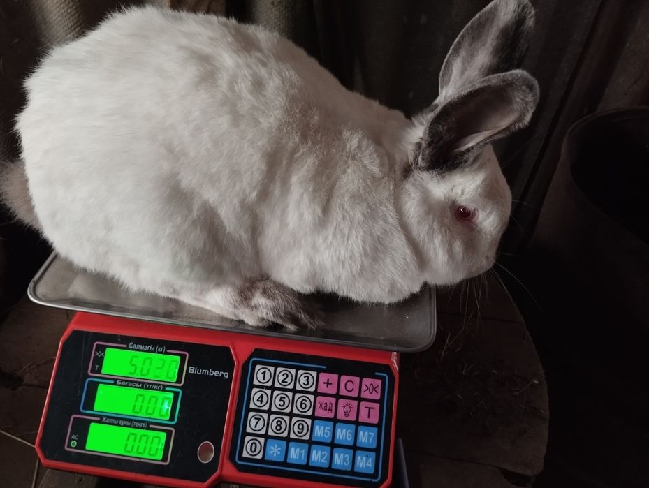 Кролі кролики на плем'я