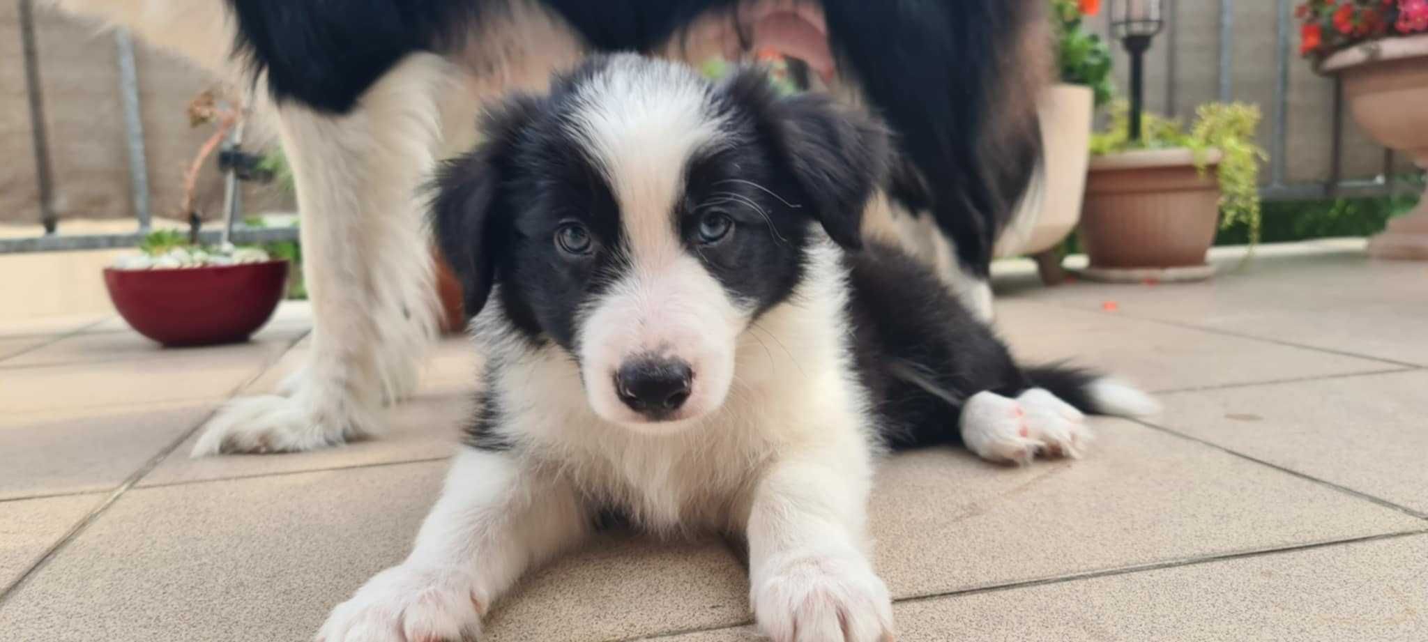 Szczeniak Border Collie