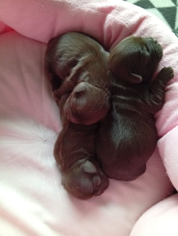 Czekoladowa sunia Shih tzu