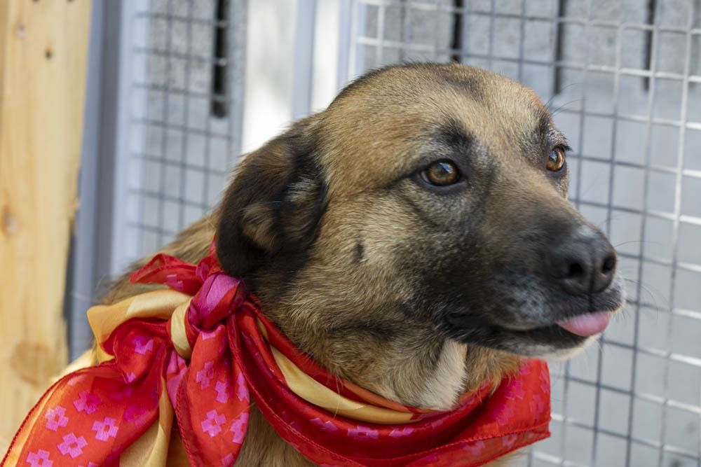 Maggie - cadela jovem porte medio / grande