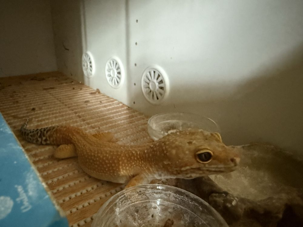 Gekon lamparci Hypo Tangerine samiec 2 lata