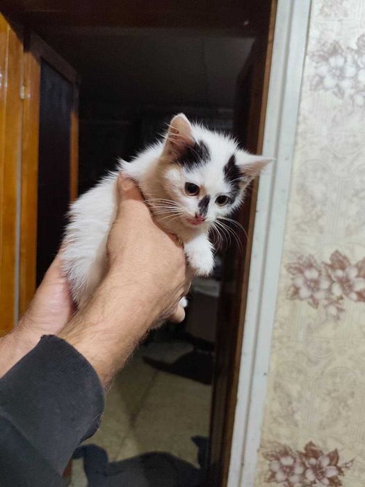 Очень красивые котята