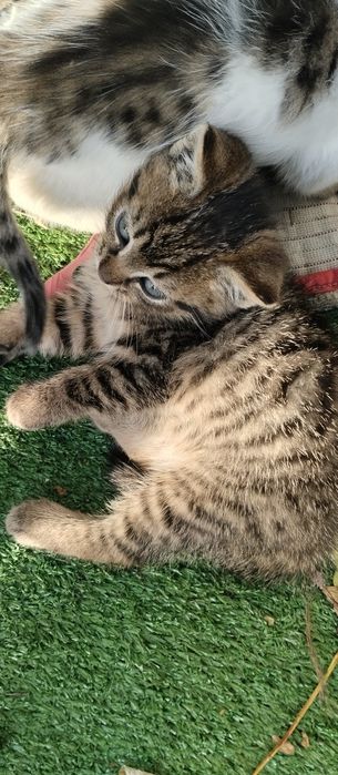 Kotki i kocurki do oddania za darmo