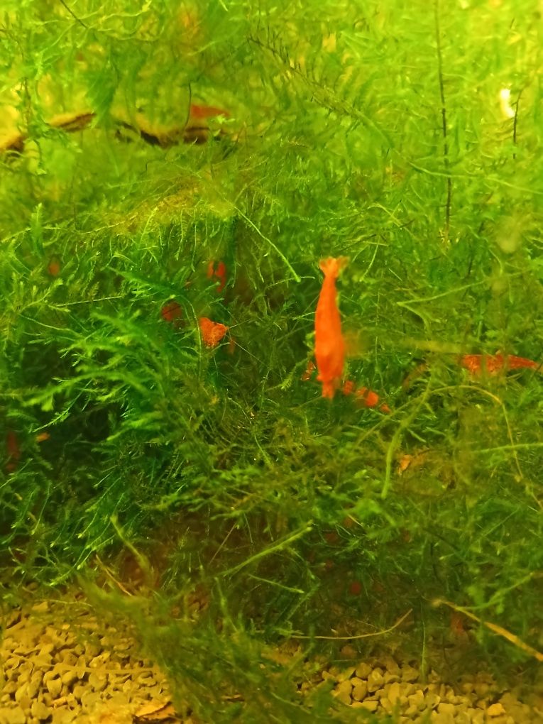 Sprzedam krewetki red chery