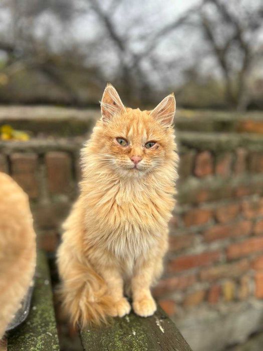 Шукаємо сім'ї котикам