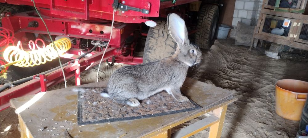 Olbrzym Belgijski Samica, Samiec Rodowód