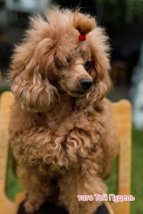 Той Пудель ред Браун з документами клубу ККУ