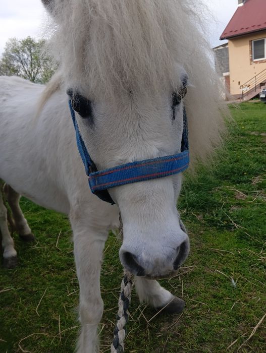 Kucyk klacz zajeżdżona