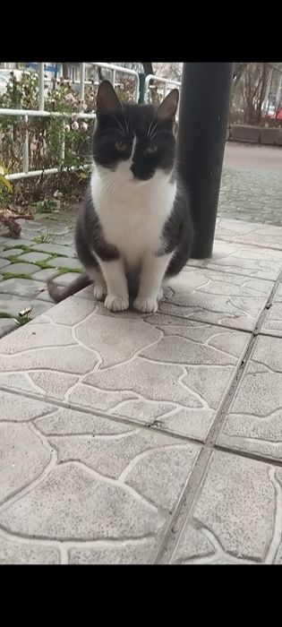 Безкоштовно котик