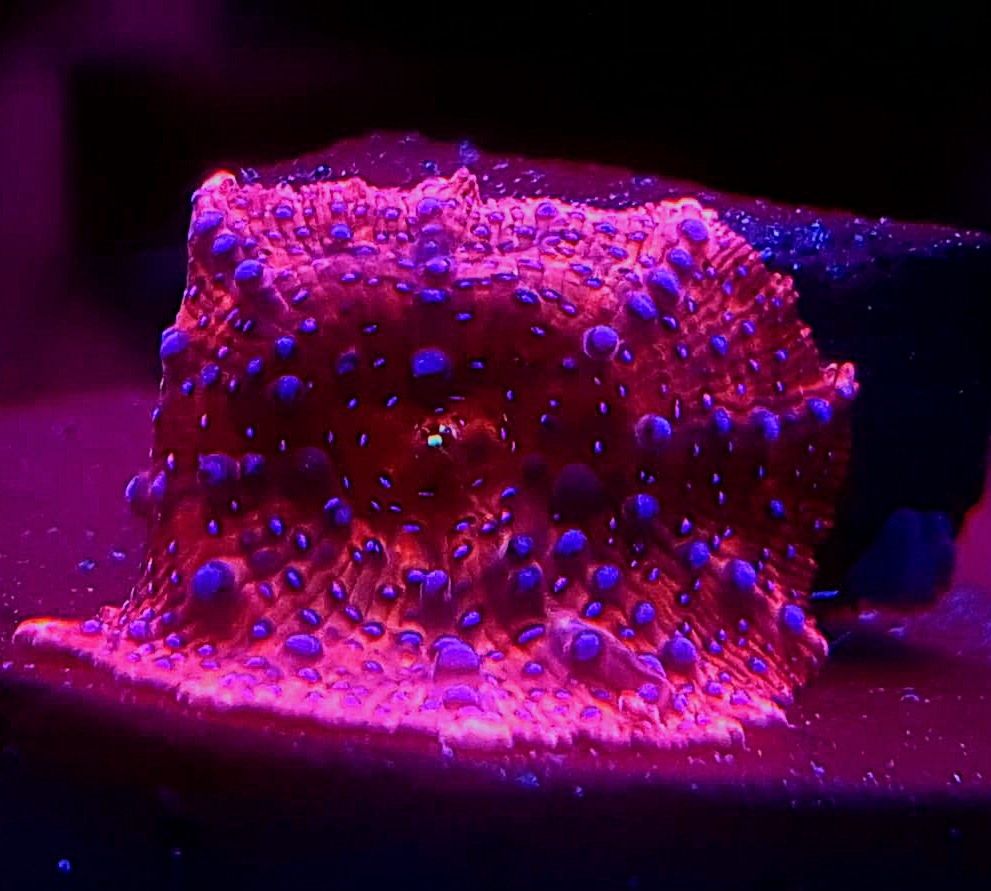 Discosoma superman . Koralowiec grzyb . Akwarium morskie