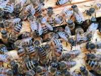 Rodziny pszczele na 10 ramkach wielkopolskich