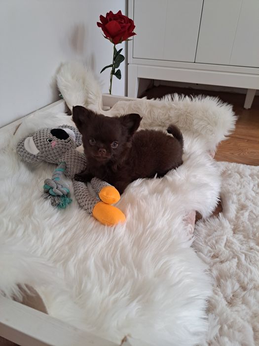 Długowłosy czekoladowy piesek Chihuahua z rodowodem