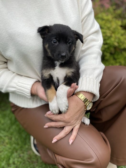 Цуценятка в добрі руки