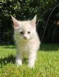 Srebrzysta kotka Maine Coon  hodowla FPL