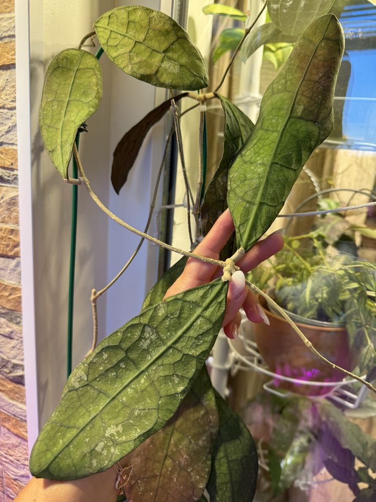 Хойя Lata Iskandar clon A, hoya