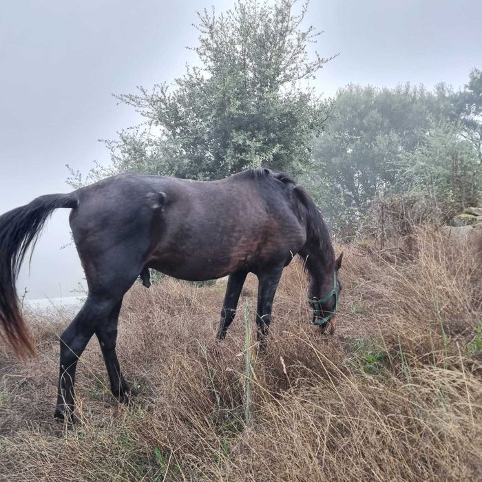 Cavalo cruzado para venda