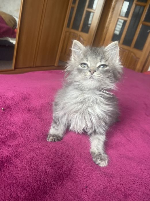 Очень классная сибирская радость