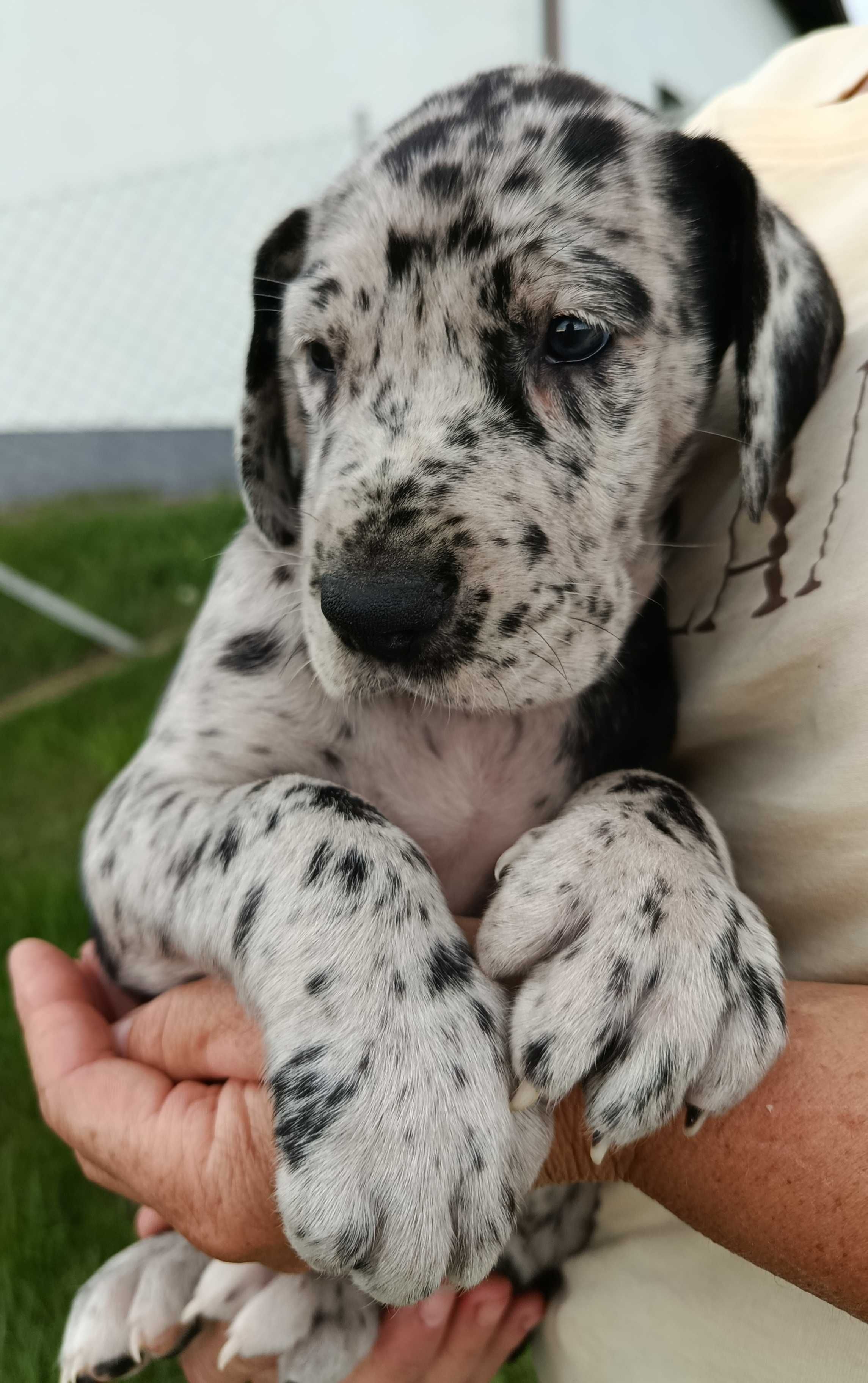 Dog niemiecki suczka