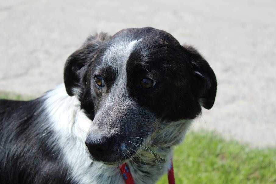 104989 Tigra do adopcji