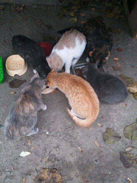 Котенята шукають дім і люблячих добрих хазяїв