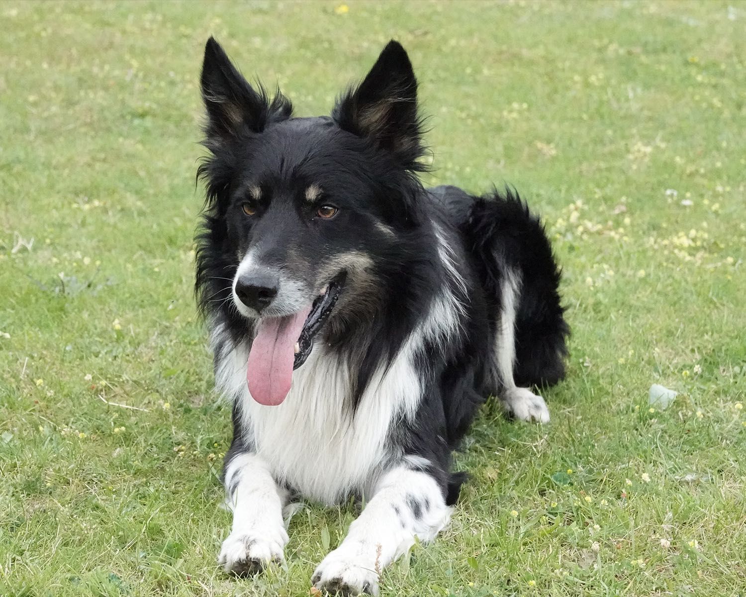 Border Collie pies, szczeniak 16 tyg, red merle