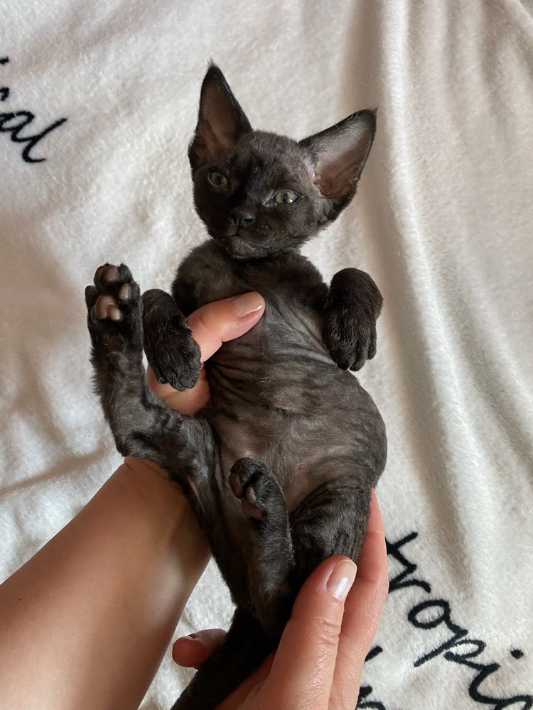 Słodziak Kimbo kocurek Devon Rex