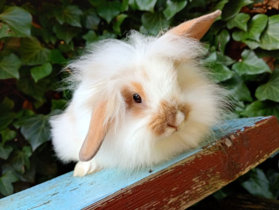 Mini lop baranek Teddy 2 miesiące! Królik miniaturka!! Sliczn