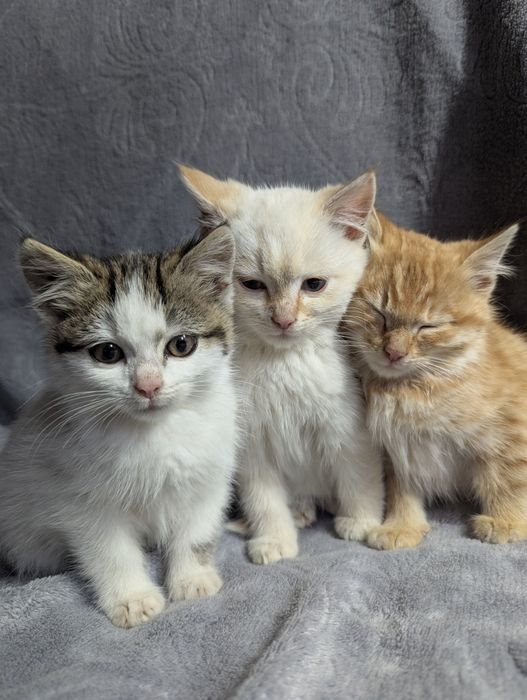 Кошенята шукають домівку