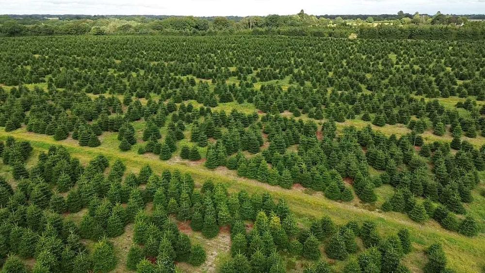 Świerk Srebrny cięty Choinki Bożonarodzeniowe
