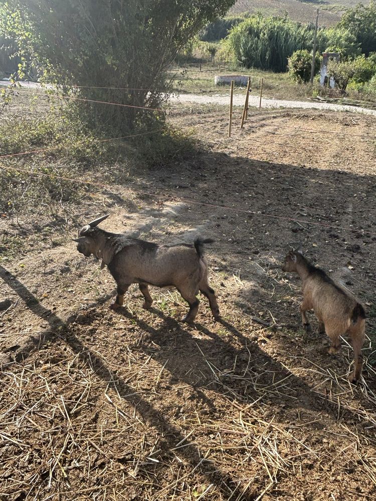 Casal de cabras anãs