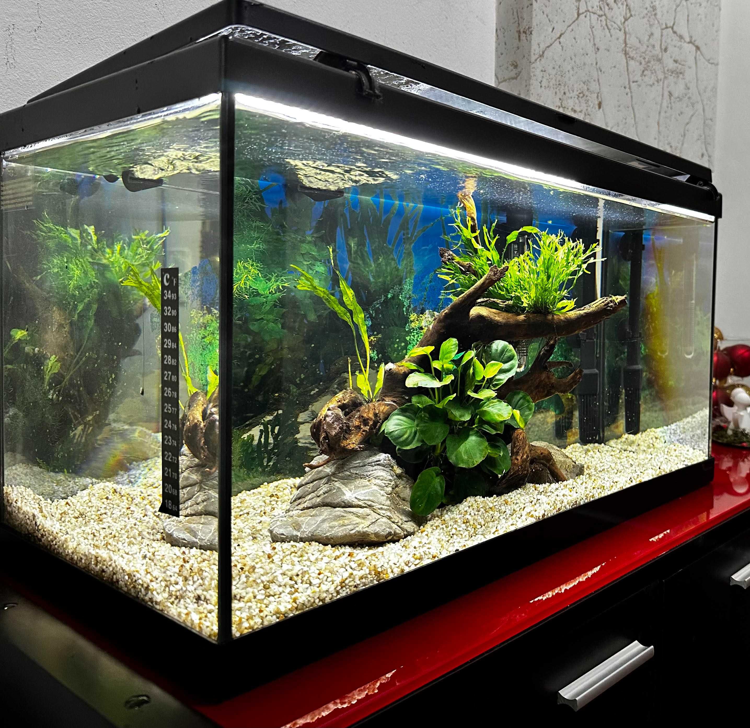 Aquario Completo