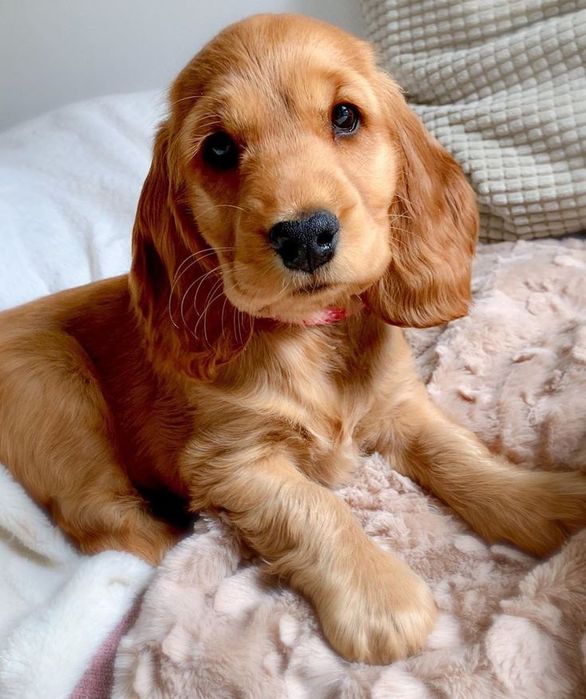 Англійські кокери — руденькі малята для дому