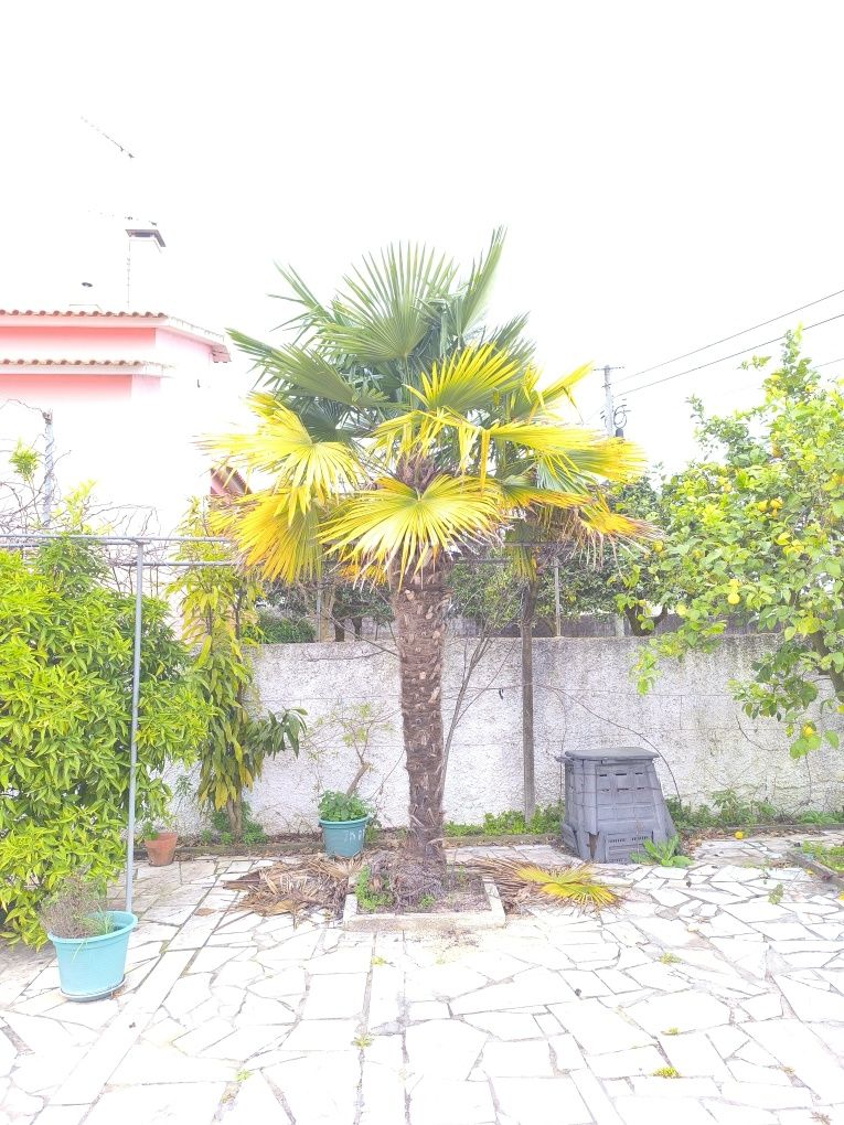 Vendo Palmela russa