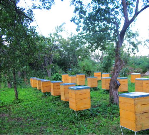 Пчелы, пчелопакеты, отводки