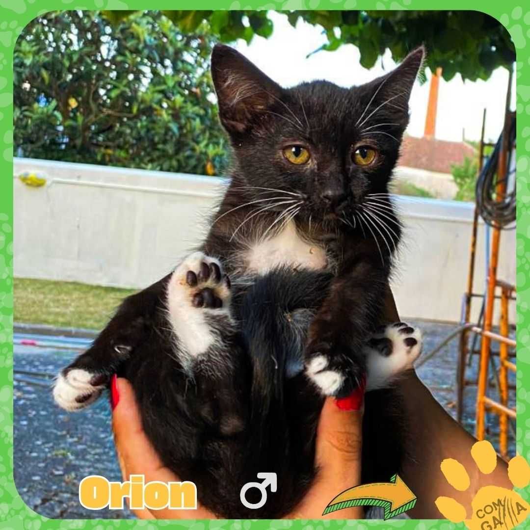 Gatinhos para adoção