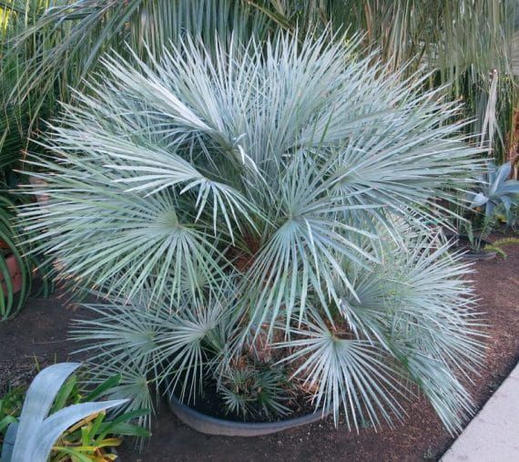Chamaerops humilis var. cerifera MROZOODPORN -13