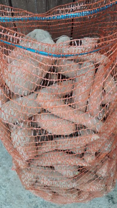 Marechwka uprawiana bez chemii